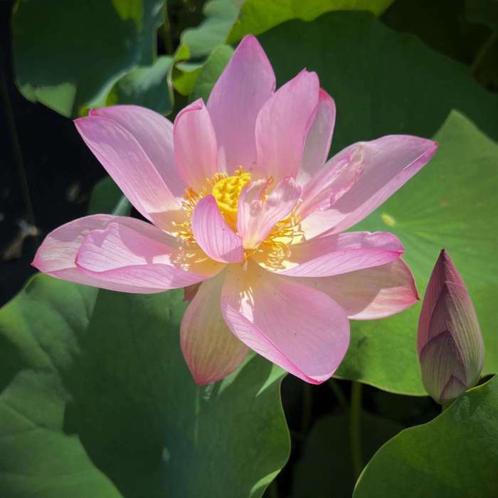 Lotus grown from millennium-old seed blossoms in south China | Borneo ... 600 year old lotus flower blooms in china