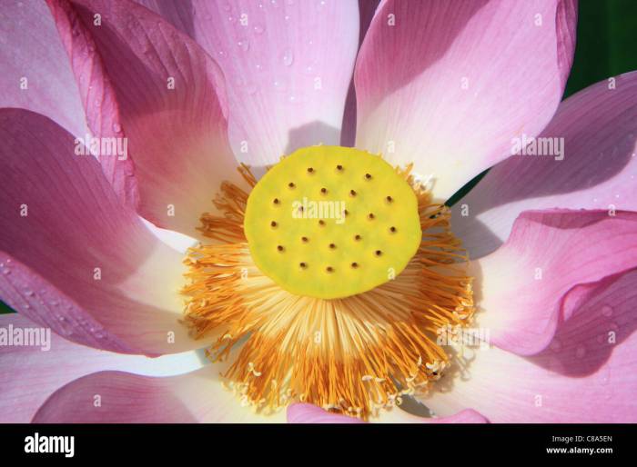 A Chinese lotus flower in blossom, China Stock Photo - Alamy 600 year old lotus flower blooms in china