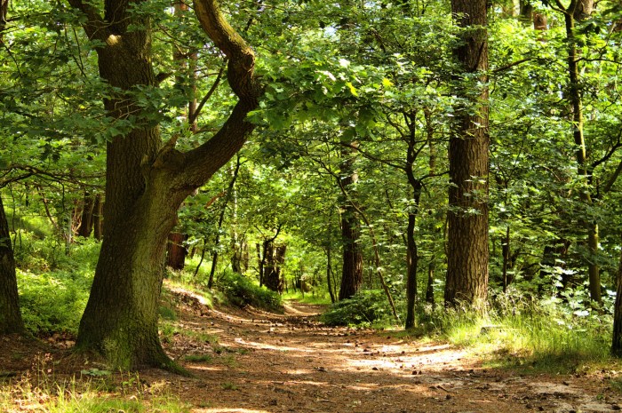 Forest Tower Spiral Walkway Denmark Zealand A Journey Through Nature