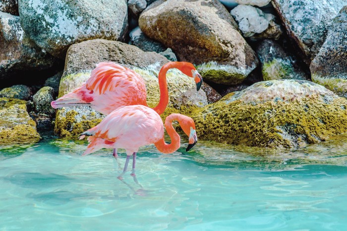 Best things to do in the bahamas