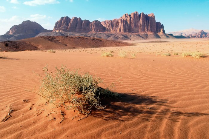 Desert tears exploring southern omans land of frankincense