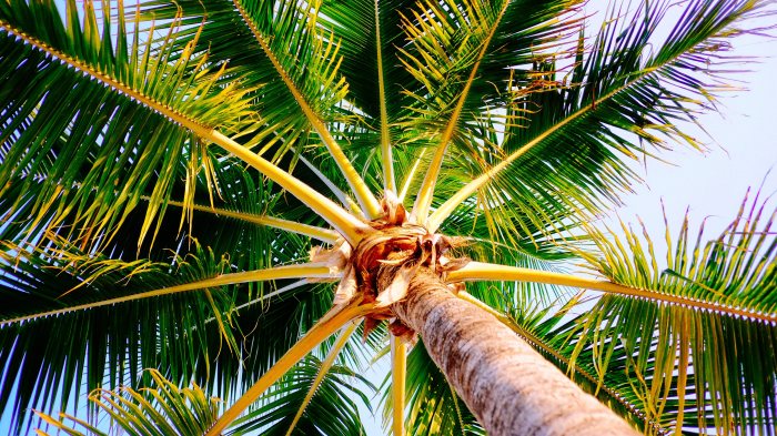 Palm Wallpapers Images Photos Pictures Backgrounds Palm beaches florida mother daughter trip