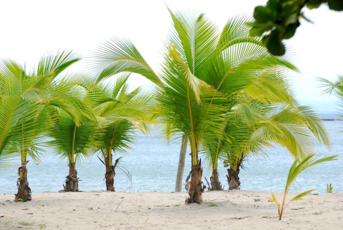 The meaning and symbolism of the word - «Palm» Palm beaches florida mother daughter trip