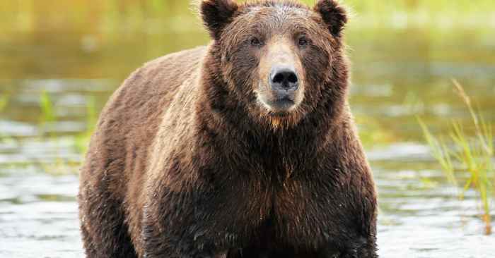 Bear encounter british columbia