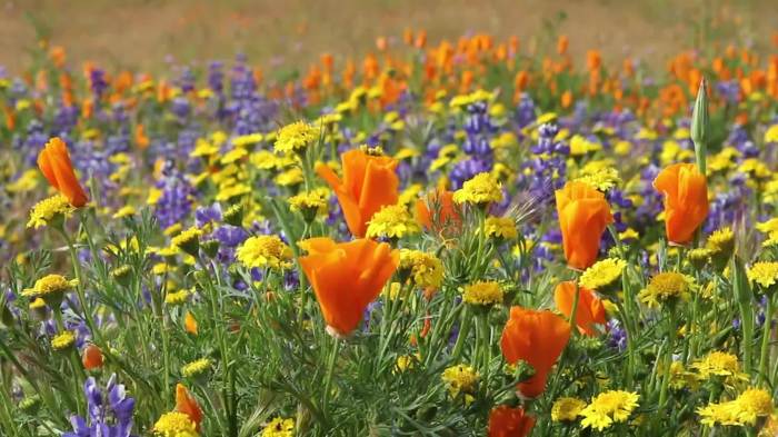 Bloomin lovely best places to see wildflowers in the us