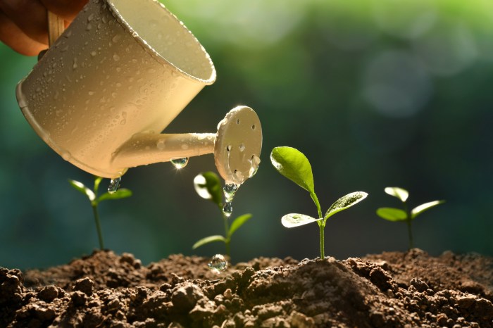 Planting Trees in New Zealand A Guide
