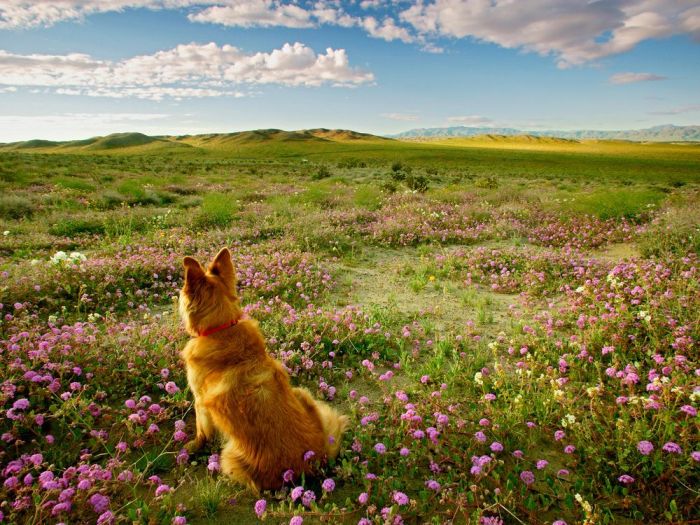 Bloomin lovely best places to see wildflowers in the us