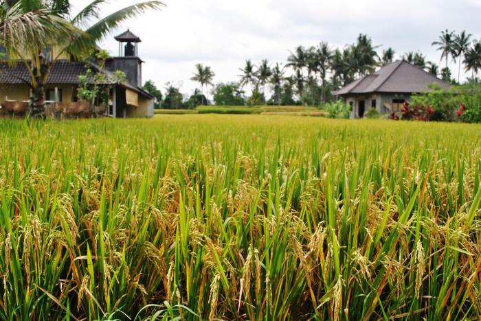 Paddy field bookshop china