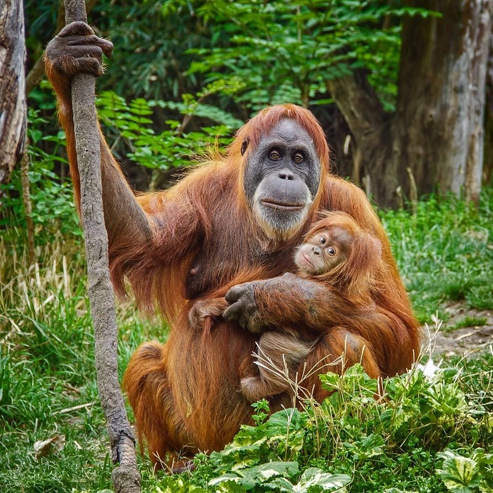 Orangutans otters pairi daiza