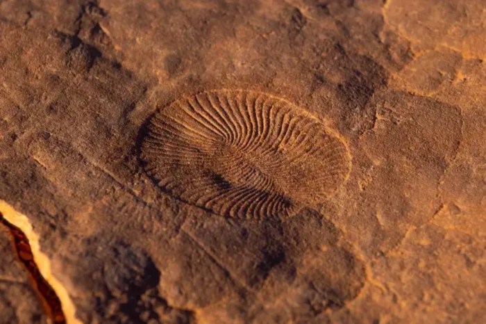 Nilpena Ediacara National Park South Australias Ancient Wonders