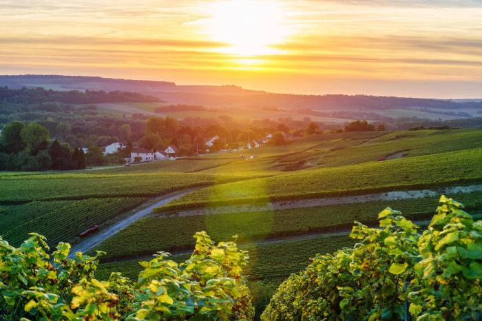 Top Things to Do in Champagne A Sparkling Guide