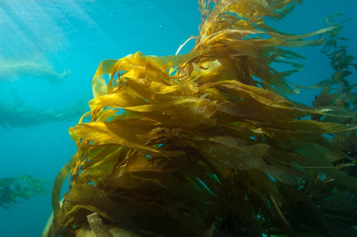 Chumash Marine Sanctuary California A Coastal Treasure