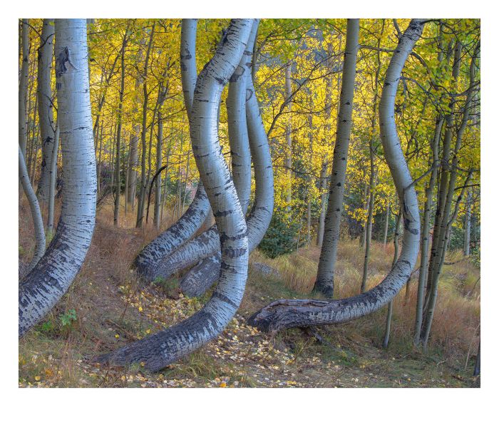 Aspen meadows clean energy