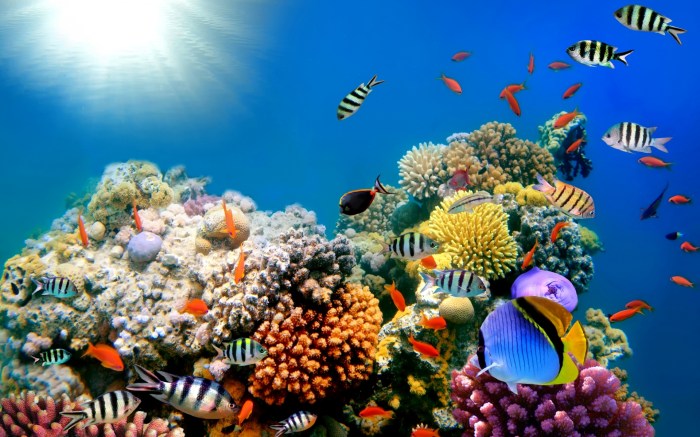 Underwater oasis where to dive in oman