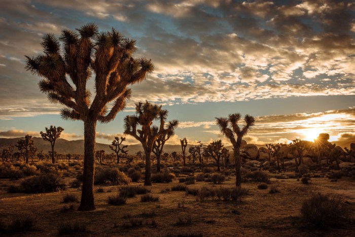 Guide to Joshua Tree National Park Your Desert Adventure