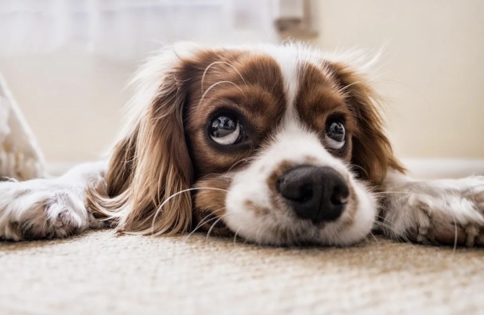 Pet friendly chocolate box cottages