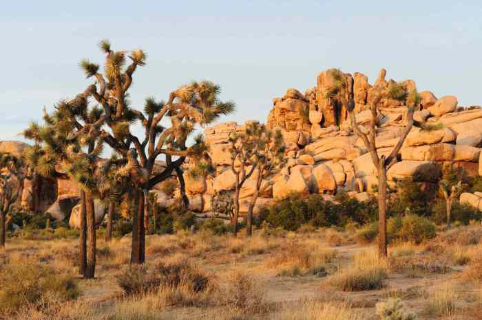 Guide to joshua tree national park