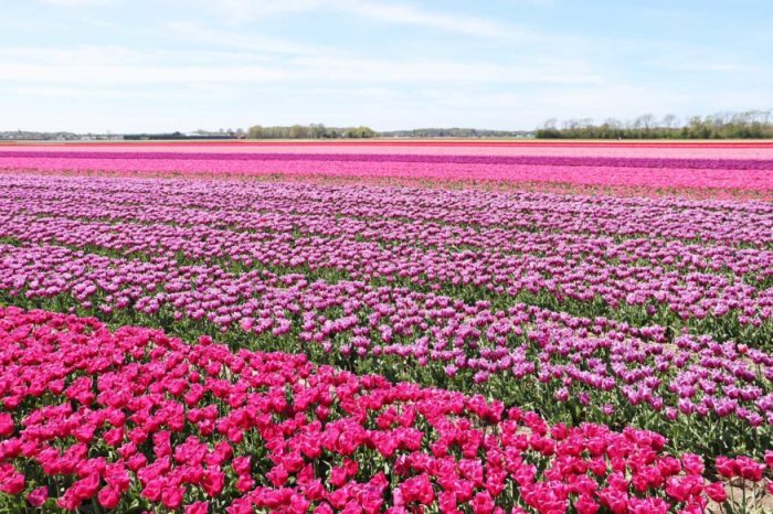 How to see the tulips in the netherlands