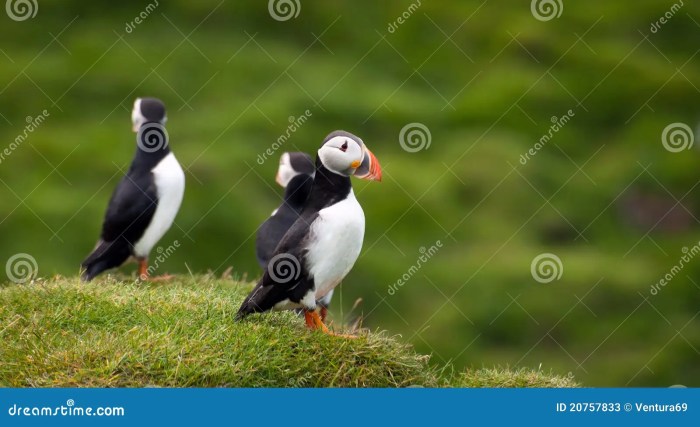 Puffling Patrol Westman Islands A Guardians Tale