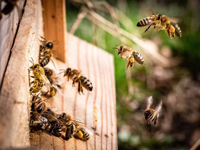 How beekepers around the world are keeping colonies alive