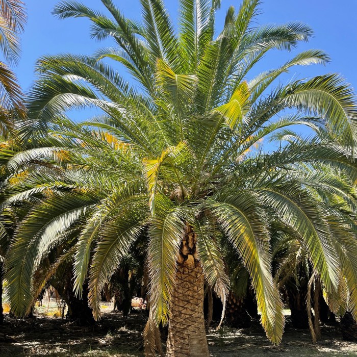 Palm Springs CA Travel Your Desert Oasis Awaits