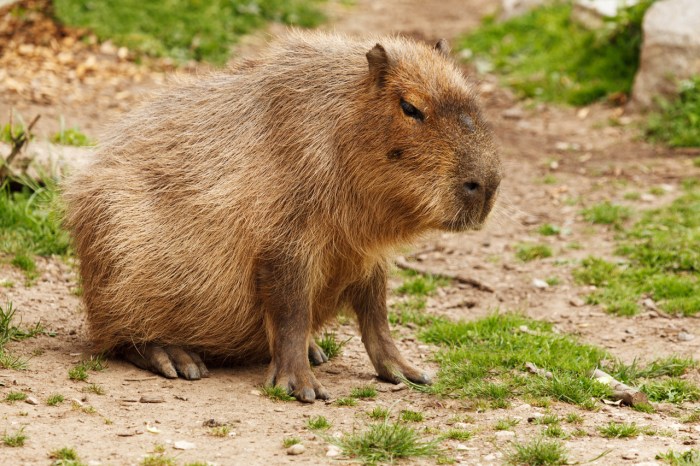 Capybara stuffed animals restaurant