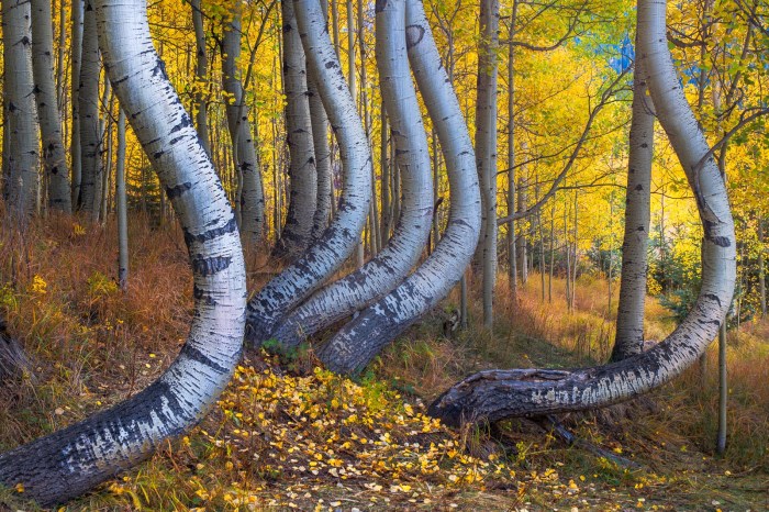 Aspen meadows clean energy