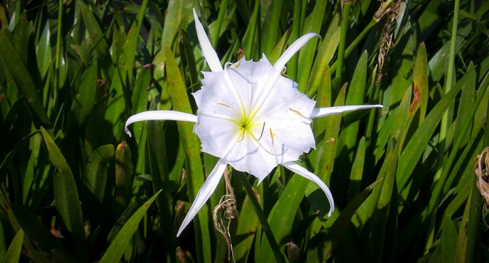 How to see south carolina rocky shoals spider lilies