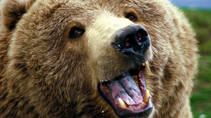 Bear encounter british columbia