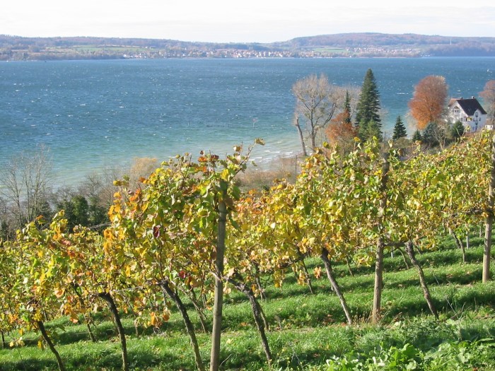 German wine regions baden wuerttemberg pfalz