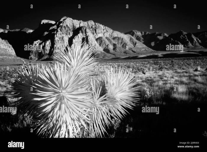 Mojave desert skin shield wellness joshua tree california