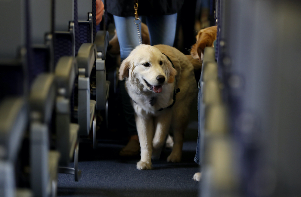 Us airlines emotional support pets