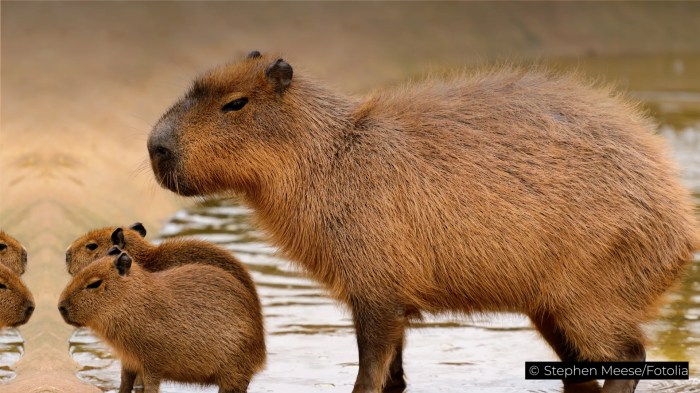 8 Surprising Facts About Capybaras