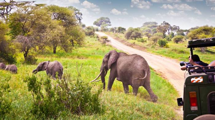 All-Female Safari Trip Ideas Dunia Adventures