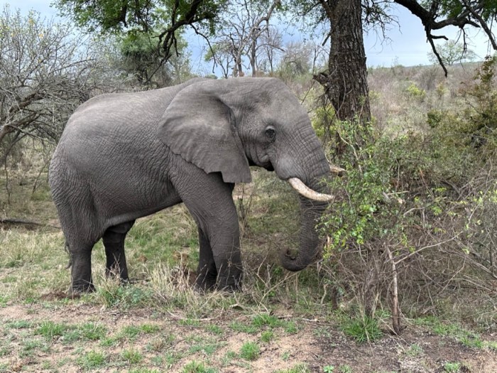 How to use points to book safari vacation