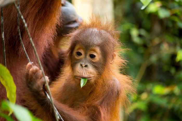 Orangutans, Otters, and Pairi Daiza