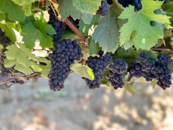 Secret Wine Regions in the US Unveiled