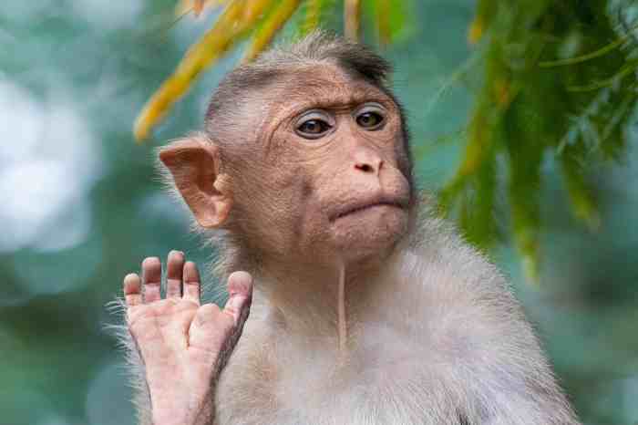 Monkeys at taj mahal