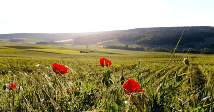 Top things to do in champagne