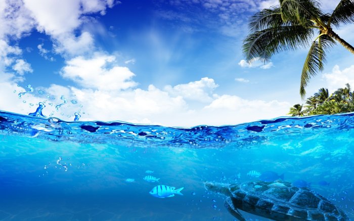 Underwater Oasis Diving in Oman A Divers Paradise
