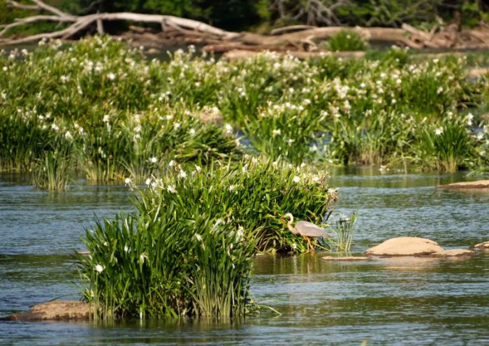 How to see south carolina rocky shoals spider lilies