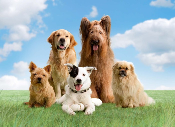 Dogs exploring arctic photo gallery