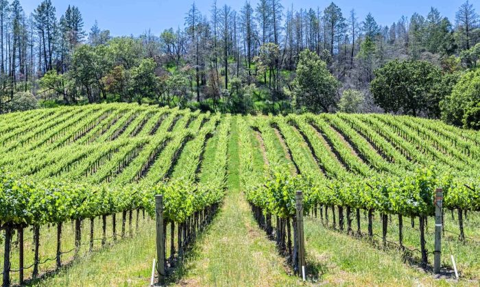 A beginner s guide to sonoma california – Artofit Guide to visiting sonoma california