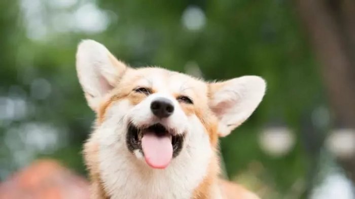 Trip Ideas Pet Friendly Your Guide